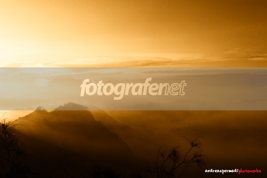 Fotografer.net - Galeri: tragic kingdom